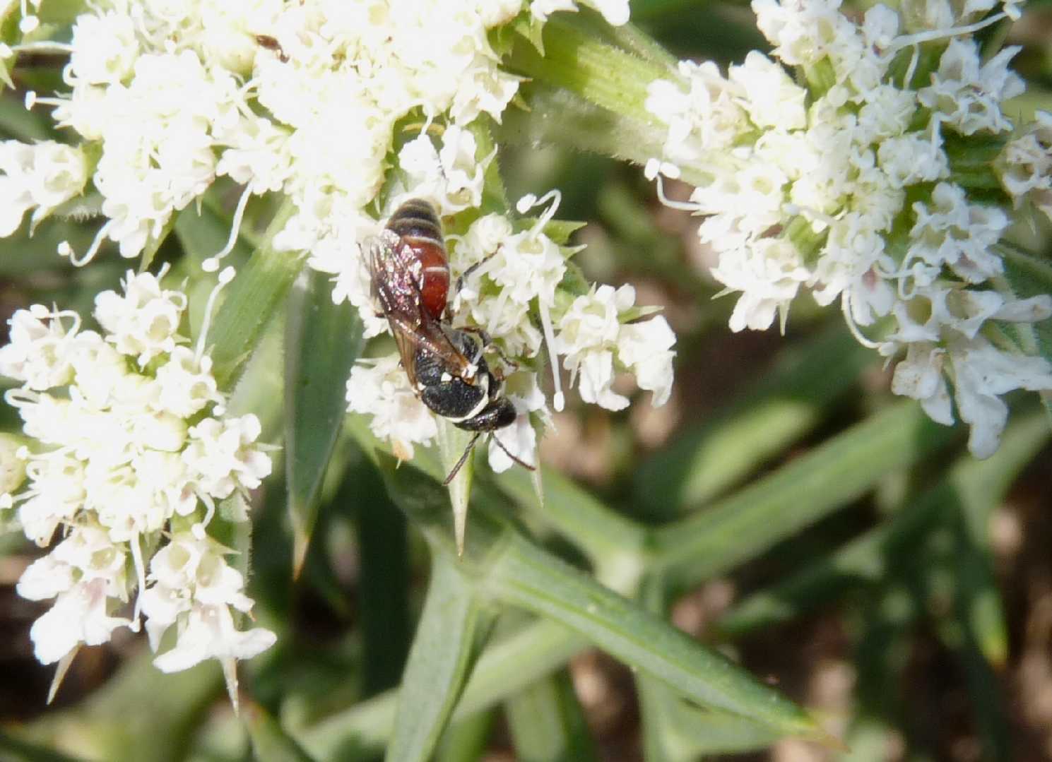 Hilaeus variegatus (Apidae Colletinae)